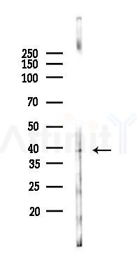 TNFRSF13C Antibody - Western blot analysis of lysates from Mouse brain, using TNFRSF13C Antibody at 1/1000 dilution.