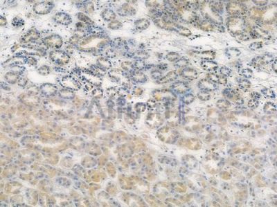 TXN2 Antibody - DF10189 at 1/100 staining human normal kidney tissue by IHC-P.