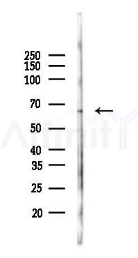 P2RY1 Antibody - Western blot analysis of lysates from Mouse brain, using P2RY1 Antibody at 1/1000 dilution.