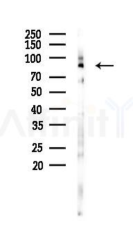 FGFR4 Antibody - Western blot analysis of lysates from Mouse lung, using FGFR4 Antibody at 1/1000 dilution.