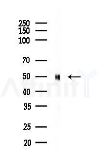 MST3 Antibody - Western blot analysis of lysates from Rat brain, using MST3 Antibody at 1/1000 dilution.