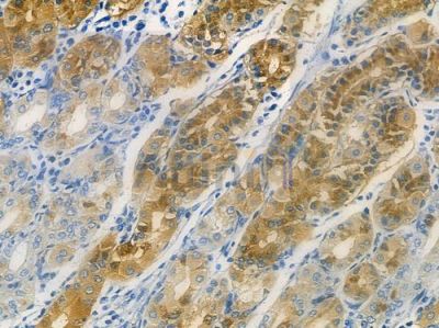 CRISP2 Antibody - DF12263 at 1/100 staining human normal gastric tissue by IHC-P.