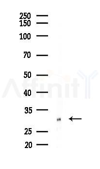 EXOSC3 Antibody - Western blot analysis of lysates from Hela cells(starvation 24h treatment), using EXOSC3 Antibody at 1/1000 dilution.