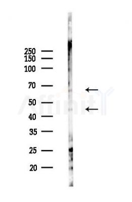 uPAR Antibody - Western blot analysis of lysates from RAW264.