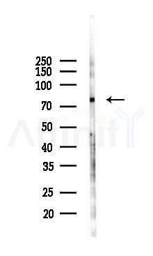PERM Antibody - Western blot analysis of lysates from K562 cells(UV 30min treatment), using PERM Antibody at 1/1000 dilution.