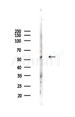 LIPL Antibody - Western blot analysis of lysates from RAW264.