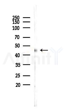 WNT2B Antibody - Western blot analysis of lysates from Rat liver, using WNT2B Antibody at 1/1000 dilution.