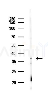 ASNA1 Antibody - Western blot analysis of lysates from Rat lung, using ASNA1 Antibody at 1/1000 dilution.