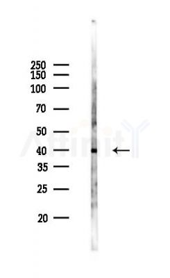PDSS2 Antibody - Western blot analysis of lysates from Mouse brain, using PDSS2 Antibody at 1/1000 dilution.