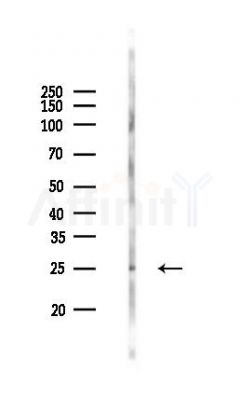 RAB3C Antibody - Western blot analysis of lysates from Mouse brain, using RAB3C Antibody at 1/1000 dilution.