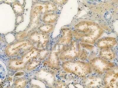 SDHB Antibody - DF12732 at 1/100 staining human normal kidney tissue by IHC-P.