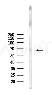 TH1L Antibody - Western blot analysis of lysates from B16F10-LUC cells(heat-shock 45min treatment), using TH1L Antibody at 1/1000 dilution.