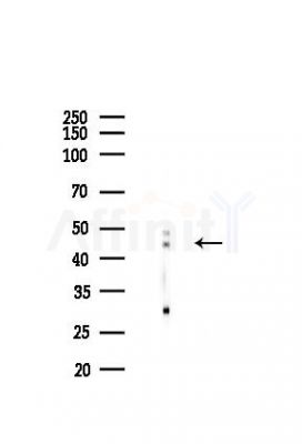TRIM11 Antibody - Western blot analysis of lysates from RAW264.