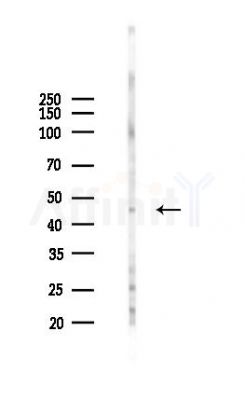 ACADL Antibody - Western blot analysis of lysates from RAW264.