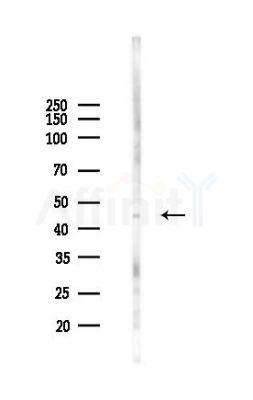 ADHFE1 Antibody - Western blot analysis of lysates from RAW264.
