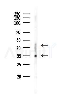 LOX Antibody - Western blot analysis of lysates from Mouse testis, using LOX Antibody at 1/1000 dilution.