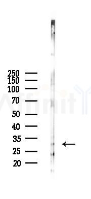 Myelin PLP Antibody - Western blot analysis of lysates from B16F10-LUC cells(heat-shock 45min treatment), using Myelin PLP Antibody at 1/1000 dilution.
