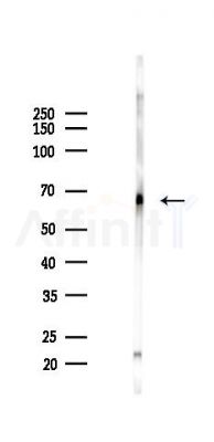 TEAD4 Antibody - Western blot analysis of lysates from Mouse testis, using TEAD4 Antibody at 1/1000 dilution.