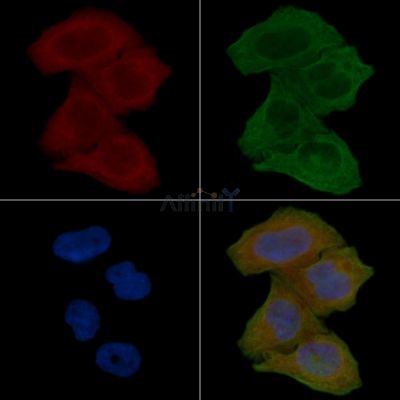 5HT7 Receptor Antibody - DF13323 staining Hela cells(24h of starvation treatment) by IF/ICC.