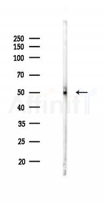 MafA Antibody - Western blot analysis of lysates from HUVEC cells(LPS 4h treatment), using MafA Antibody at 1/1000 dilution.
