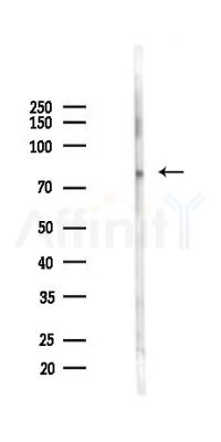 COMP Antibody - Western blot analysis of lysates from Mouse testis, using COMP Antibody at 1/1000 dilution.