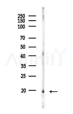 RPA14 Antibody - Western blot analysis of lysates from Mouse testis, using RPA14 Antibody at 1/1000 dilution.