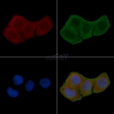PSMD1 Antibody - DF13463 staining Hela cells(24h of starvation treatment) by IF/ICC.