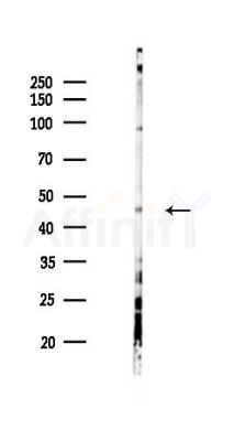 IRF8 Antibody - Western blot analysis of lysates from HUVEC cells(LPS 4h treatment), using IRF8 Antibody at 1/1000 dilution.