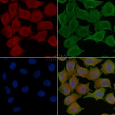 Glucose 6 phosphate isomerase Antibody - DF13660 staining Hela cells(45min of heat-shock treatment) by IF/ICC.