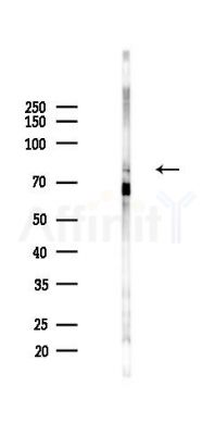 KCNQ2 Antibody - Western blot analysis of lysates from Mouse testis, using KCNQ2 Antibody at 1/1000 dilution.