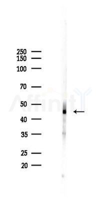 KRT80 Antibody - Western blot analysis of lysates from Mouse testis, using KRT80 Antibody at 1/1000 dilution.