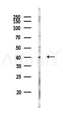 SIGLEC15 Antibody - Western blot analysis of lysates from K562 cells(UV 30min treatment), using SIGLEC15 Antibody at 1/1000 dilution.