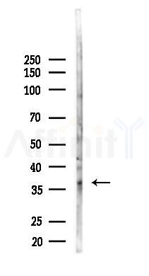 SPDEF Antibody - Western blot analysis of lysates from Mouse lung, using SPDEF Antibody at 1/1000 dilution.