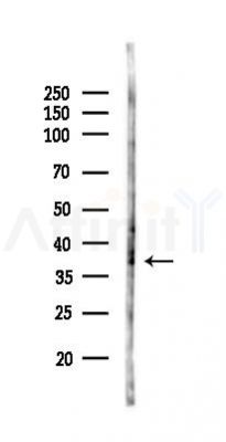 SPDEF Antibody - Western blot analysis of lysates from K562 cells(UV 30min treatment), using SPDEF Antibody at 1/1000 dilution.
