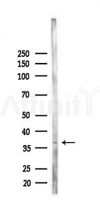 PRPS2 Antibody - Western blot analysis of lysates from RAW264.