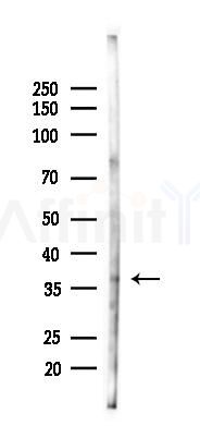 PRPS2 Antibody - Western blot analysis of lysates from Mouse lung, using PRPS2 Antibody at 1/1000 dilution.