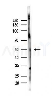 PAF Receptor Antibody - Western blot analysis of lysates from Mouse lung, using PAF Receptor Antibody at 1/1000 dilution.