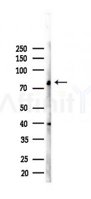 SLCO4A1 Antibody - Western blot analysis of lysates from RAW264.