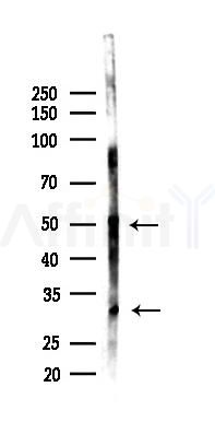 SGPP1 Antibody - Western blot analysis of lysates from Mouse lung, using SGPP1 Antibody at 1/1000 dilution.