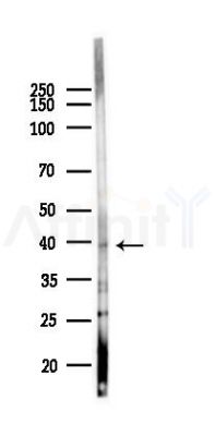 GALR1 Antibody - Western blot analysis of lysates from Mouse lung, using GALR1 Antibody at 1/1000 dilution.