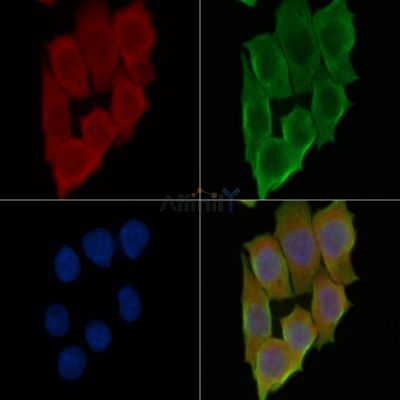 TMEM126A Antibody - DF13916 staining Hela cells(45min of heat-shock treatment) by IF/ICC.