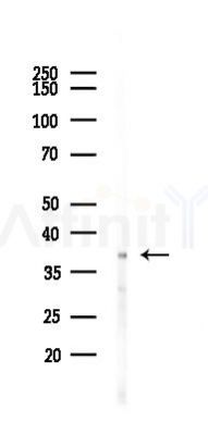 FbxO6 Antibody - Western blot analysis of lysates from Mouse lung, using FbxO6 Antibody at 1/1000 dilution.