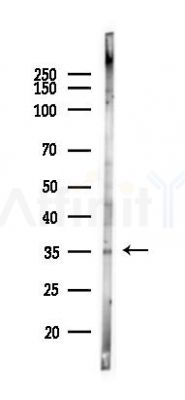 SRD5A1 Antibody - Western blot analysis of lysates from Mouse lung, using SRD5A1 Antibody at 1/1000 dilution.