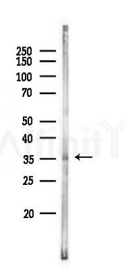 SRD5A1 Antibody - Western blot analysis of lysates from Rat liver, using SRD5A1 Antibody at 1/1000 dilution.