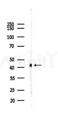 SerpinB8 Antibody - Western blot analysis of lysates from Mouse lung, using SerpinB8 Antibody at 1/1000 dilution.