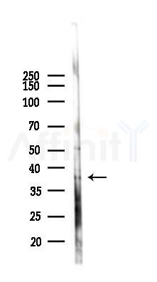 Biliverdin Reductase Antibody - Western blot analysis of lysates from 293 cells(UV 30min treatment), using Biliverdin Reductase Antibody at 1/1000 dilution.