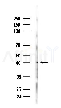 Biliverdin Reductase Antibody - Western blot analysis of lysates from Hela cells(starvation 24h treatment), using Biliverdin Reductase Antibody at 1/1000 dilution.