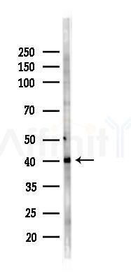 KIN Antibody - Western blot analysis of lysates from PC12 cells(LPS 4h treatment), using KIN Antibody at 1/1000 dilution.