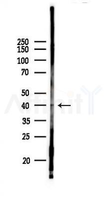 KIN Antibody - Western blot analysis of lysates from Rat liver, using KIN Antibody at 1/1000 dilution.