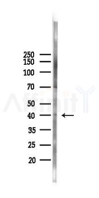 KIN Antibody - Western blot analysis of lysates from K562 cells(heat-shock 45min treatment), using KIN Antibody at 1/1000 dilution.